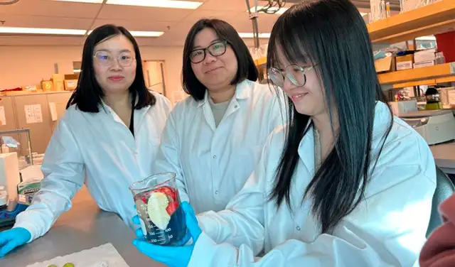 (De izquierda a derecha) La Dra. Tianxi Yang con las estudiantes investigadoras Ivy Chiu y Ling Guo. Foto: Univesidad de Columbia Británica