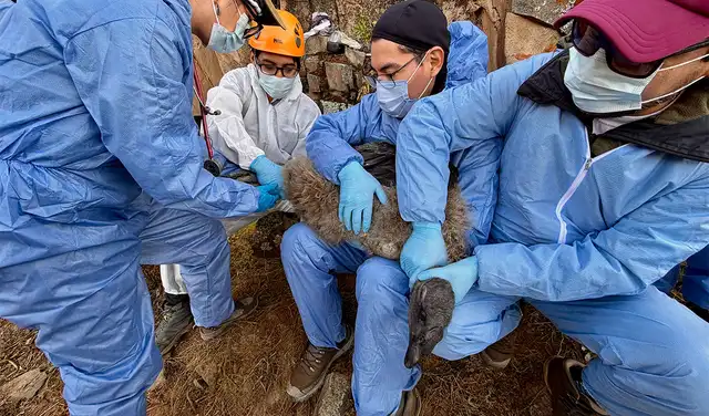 Evaluación veterinaria y marcaje de 