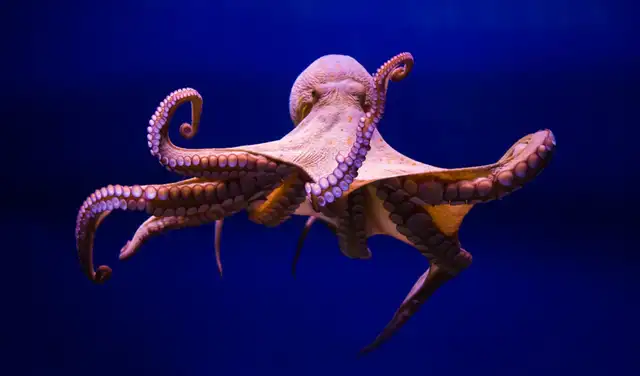 Los estudios demuestran que los pulpos, al igual que las langostas y los cangrejos, también experimentan dolor. Foto: IStock