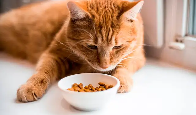 Los gatos comieron menos cuando fueron expuestos previamente al olor de la comida que recibieron. Foto: Pexels Los gatos comieron menos cuando fueron expuestos previamente al olor de la comida que recibieron. Foto: Pexels