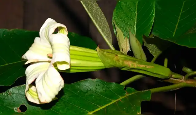 El nuevo género presenta flores erguidas, un cáliz que se desprende desde la base, corolas de textura más rígida y semillas redondeadas. Foto: Taxon