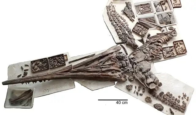Vista general de Temnodontosaurus Trigonodon. Foto: Zitteliana