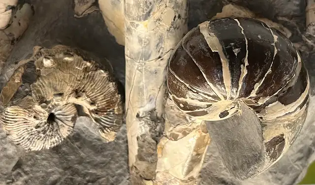 Un nautiloideo (izquierda) y un amonites (derecha, uno curvado y abajo, otro recto) datan del Cretácico Superior y demuestran que al menos algunas especies habitaron la misma zona. Foto: Michael Schmutzer Un nautiloideo (izquierda) y un amonites (derecha, uno curvado y abajo, otro recto) datan del Cretácico Superior y demuestran que al menos algunas especies habitaron la misma zona. Foto: Michael Schmutzer