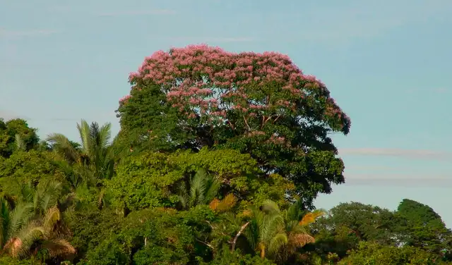 El Dipteryx oleifera se ha convertido en una planta pararrayos en la selva tropical panameña. Foto: Smithsonian Tropical Research