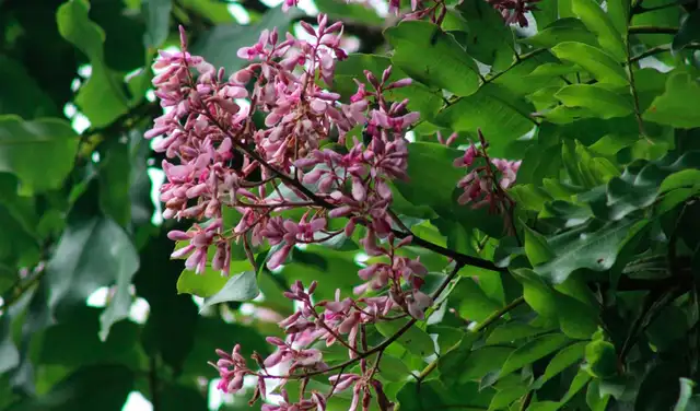 El árbol puede incrementar su producción de semillas hasta catorce veces gracias a la influencia de los rayos. Foto: iNaturalist
