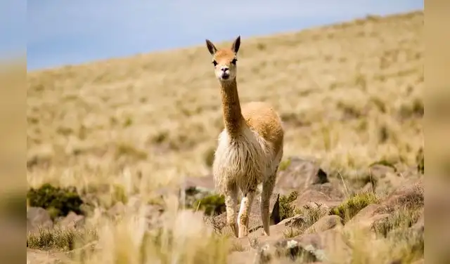 Arequipa, vicuña Arequipa, vicuña