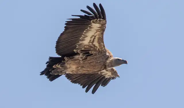 El buitre leonado es capaz de soportar largas jornadas de vuelo. Foto: Andalucia Bird Society