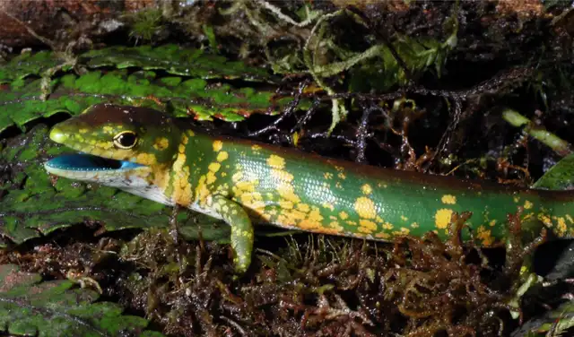 Se cree que esta sangre verde de los eslizones puede ayudar a eliminar parásitos de su cuerpo.