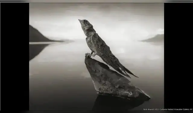 La superficie reflectante del Lago Natron confunde a las aves, que caen al agua como ante un cristal. Foto: BBC