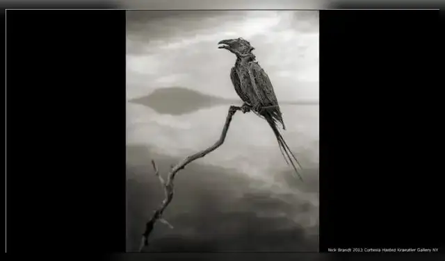 El fotógrafo Nick Brandt reubica restos del lago Natrón: 