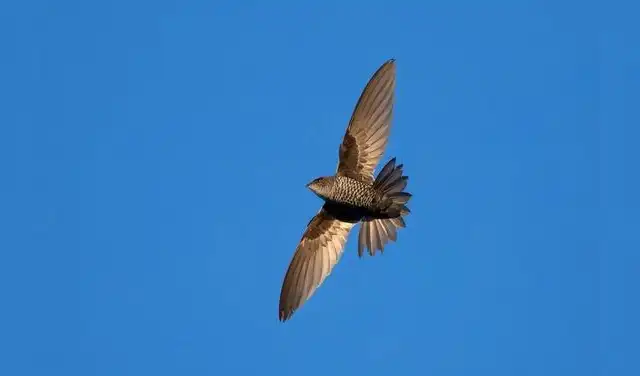 Esta especie, parte del género Apus, utiliza sus alas curvadas para realizar vuelos prolongados y alimentarse de 20,000 insectos diarios
