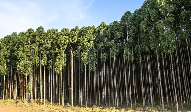 Los eucaliptos destacan por su capacidad para sobrevivir en condiciones extremas. Foto: IStock