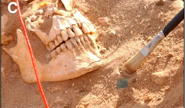 Un cráneo con dientes junto al botón de uniforme de tipo imperial en la fosa común. Foto: Current Biology