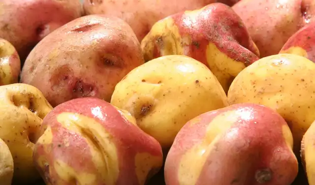 Antes de expandirse su consumo en el mundo, la papa ya había transformado el ADN de quienes la cultivaron durante siglos. Foto: IStock