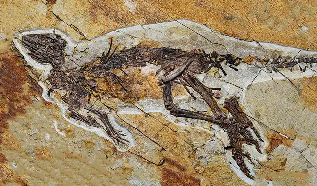 El fósil del Pulaosaurus qinglong aún conserva la estructura de la laringe que es muy similar al de las aves modernas. Foto: Hailong Zhang
