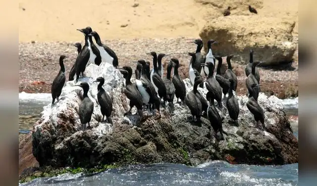 La Reserva Nacional de Paracas en una de las zonas protegidas más importantes del litoral peruano.