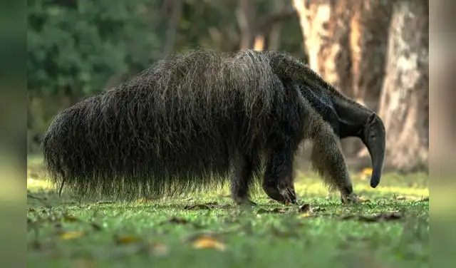 Cámaras trampa registraron en Brasil a un oso hormiguero gigante proveniente de Argentina, marcando un hito histórico para la fauna sudamericana Cámaras trampa registraron en Brasil a un oso hormiguero gigante proveniente de Argentina, marcando un hito histórico para la fauna sudamericana