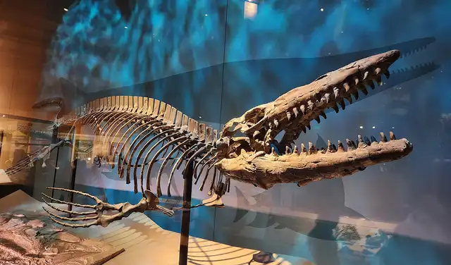 Ejemplar de Tylosaurus rex que se exhibe en el Museo Perot de Naturaleza y Ciencia en Dallas. Foto: Museo Perot de Naturaleza y Ciencia Ejemplar de Tylosaurus rex que se exhibe en el Museo Perot de Naturaleza y Ciencia en Dallas. Foto: Museo Perot de Naturaleza y Ciencia