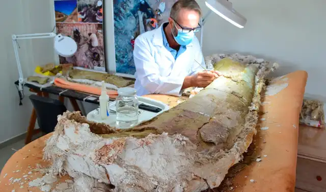 El paleontólogo brasileño, Elver Mayer, prepara un fósil de fémur de aproximadamente 1,5 metros de largo. Foto: Univasf