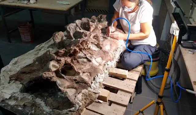 Vértebras del Bicharracosaurus analizadas en laboratorio en la provincia argentina de Chubut. Foto: MEF