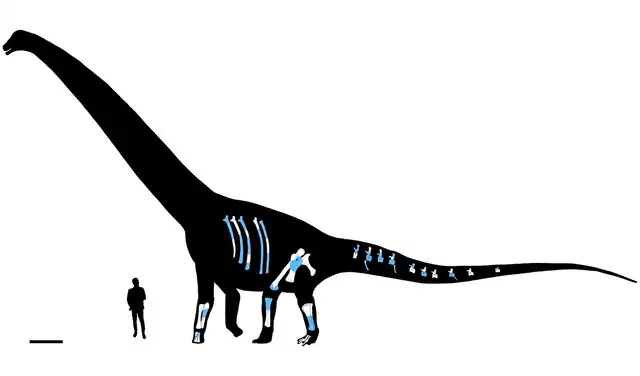 Reconstrucción a escala en posición anatómica. Porciones óseas conservadas en blanco y partes reconstruidas en azul claro. Silueta humana = 1,80 m. Foto: Journal of Systematic Palaeontology