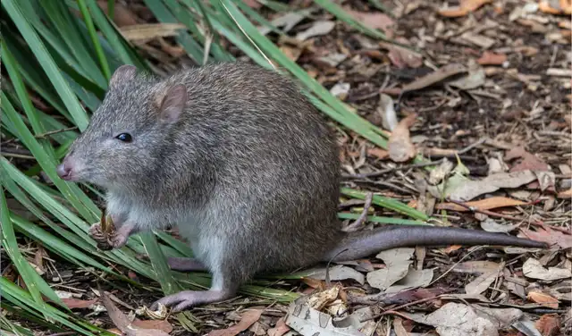 Los investigadores también compararon la dieta del potoroo con la de otros mamíferos que se alimentan de hongos. Foto: IStock