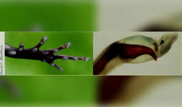 Lo extraordinario de esta rana son sus garras óseas, que emergen al sentirse amenazada, un mecanismo defensivo único en el reino animal que desconcierta a los científicos. Lo extraordinario de esta rana son sus garras óseas, que emergen al sentirse amenazada, un mecanismo defensivo único en el reino animal que desconcierta a los científicos.