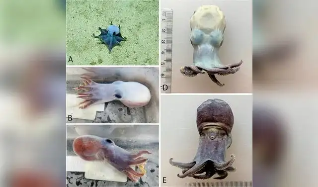 Fotografías del espécimen tomadas después de su recolección (B y C) y posterior conservación (D y E). Foto: Zootaxa