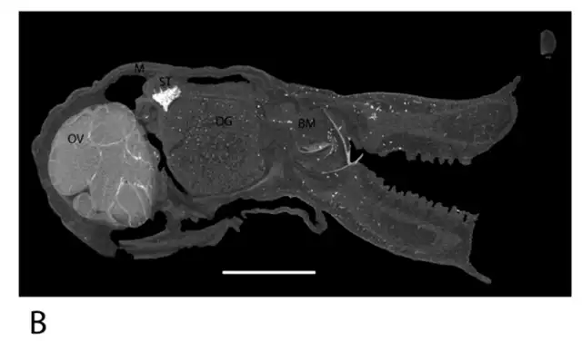 Una tomografía microcomputarizada del espécimen reveló sus estructuras internas, incluyendo una sección transversal virtual del mismo. Foto: Zootaxa