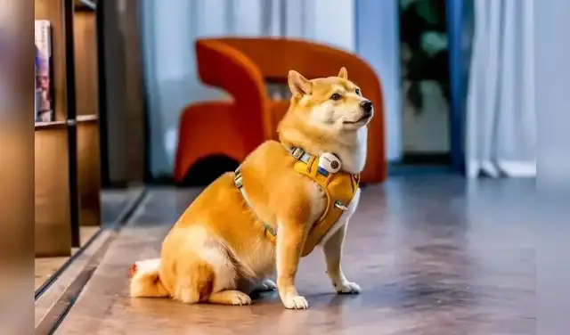 El collar chino con IA para mascotas combina sensores, micrófono y conexión a una aplicación. Foto: Pettichat El collar chino con IA para mascotas combina sensores, micrófono y conexión a una aplicación. Foto: Pettichat