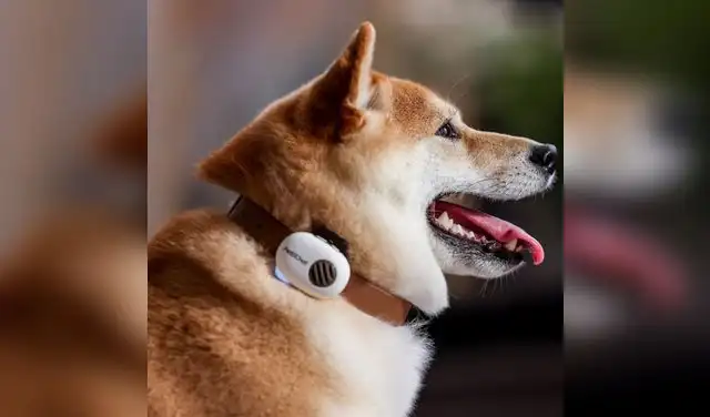 El collar recopila miles de sonidos y comportamientos de animales en distintas situaciones. Foto: Pettichat El collar recopila miles de sonidos y comportamientos de animales en distintas situaciones. Foto: Pettichat