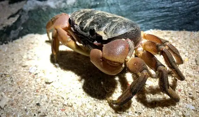 Tuerkayana hirtipes , una verdadera especie de cangrejo examinada en el estudio. Foto: Tsubasa Inoue Tuerkayana hirtipes , una verdadera especie de cangrejo examinada en el estudio. Foto: Tsubasa Inoue