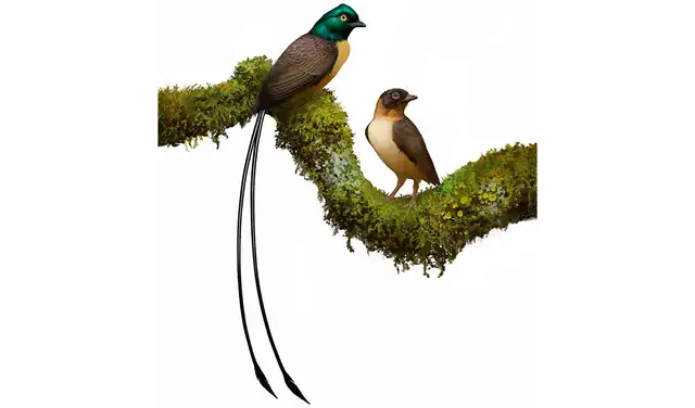Reconstrucción de cómo podrían haber sido un Plumadraco macho y una hembra. Foto: Ville Sinkkonen