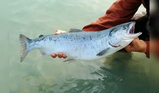 al salmón Chinook, un pez migratorio que nace en el río, se desplaza al océano y luego regresa a su lugar de origen para reproducirse. al salmón Chinook, un pez migratorio que nace en el río, se desplaza al océano y luego regresa a su lugar de origen para reproducirse.