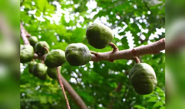Además, su riqueza en vitaminas y antioxidantes la hace aliada del cuidado de la piel, la salud visual