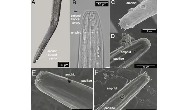 Imágenes microscópicas de Diplolaimelloides woaabi, la especie de nematodo recientemente identificada en el Gran Lago Salado. Foto: Journal of Nematology