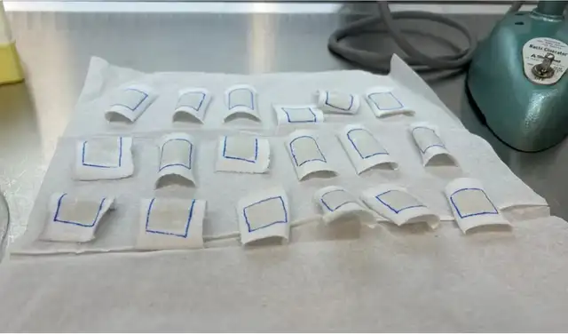 Una camiseta de algodón cortada en muestras e inoculada con bacterias de la piel. Foto: Universidad de Alabama