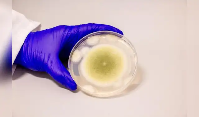 Una muestra de Aspergillus flavus cultivada en el Laboratorio Gao. Foto: Bella Ciervo