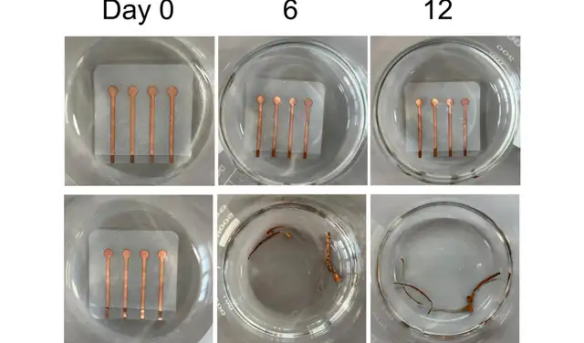 A partir del 'plástico vivo', los expertos crearon un electrodo que también logró degradarse.
