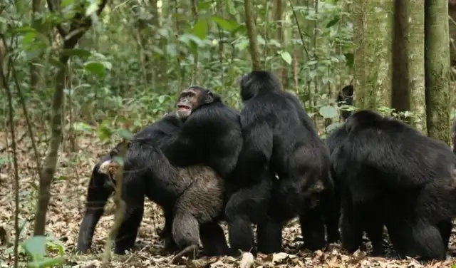 Antes de la división de 2015, los chimpancés del grupo central abrazaban a los del grupo occidental antes de enfrentarse a los forasteros. Foto: Aaron Sandel Antes de la división de 2015, los chimpancés del grupo central abrazaban a los del grupo occidental antes de enfrentarse a los forasteros. Foto: Aaron Sandel