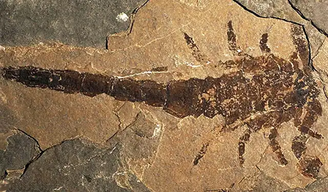 El descubrimiento de este Eramoscorpius proporcionó la evidencia fósil que demostró que Praearcturus era, después de todo, un escorpión. Foto: PeerJ