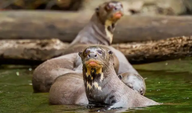 Considerada el mamífero acuático más grande de la región, la nutria gigante juega un papel clave en el equilibrio de ecosistemas acuáticos