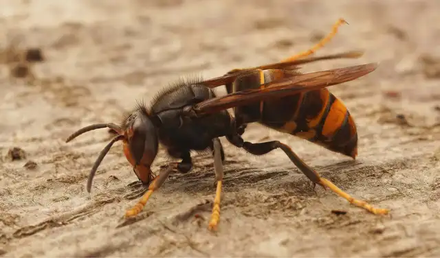 La avispa asiática, una especie invasora, amenaza a los polinizadores y ecosistemas.
