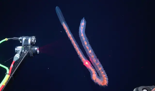 Imagen de un sifonóforo —un invertebrado marino colonial emparentado con las medusas. Foto: Schmidt Ocean Institute
