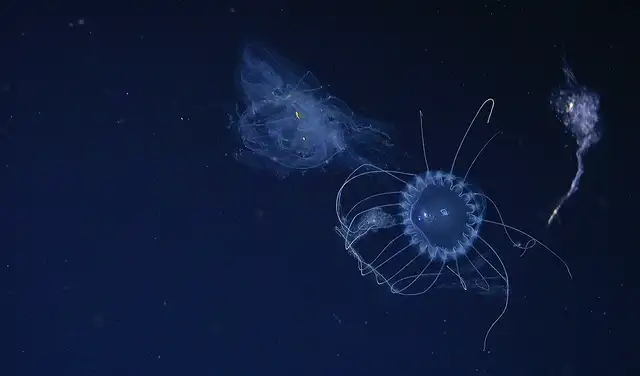 La medusa Solmissus, o medusa plato, se alimenta de un ctenóforo, comúnmente conocido como ctenóforo.