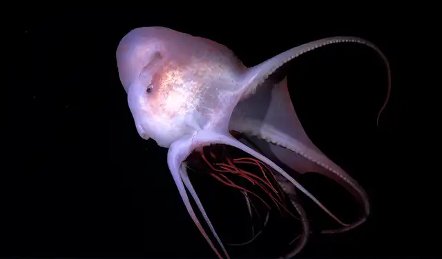 Un pulpo hembra (Haliphron atlanticus) consume una medusa a una profundidad de 800 m. Foto: