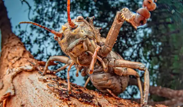 Este grillo acorazado (Enyaliopsis sp. nov.) es una de las tres especies de saltamontes nuevas para la ciencia. Foto: Nicky Bay/The Wilderness Project