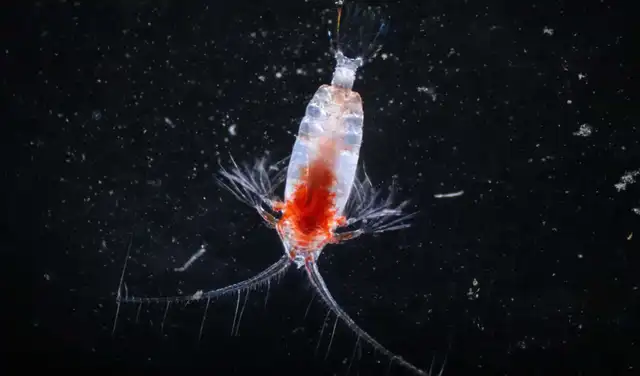 El plancton es una comunidad de diminutos organismos acuáticos (animales, plantas, algas y bacterias) que flotan a la deriva en aguas dulces o saladas.