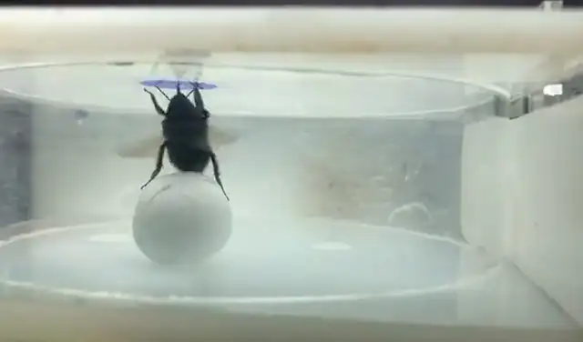 Un abejorro utiliza una bola de espuma para alcanzar una recompensa, demostrando así su capacidad para resolver problemas de forma espontánea. Foto: Olli Loukola