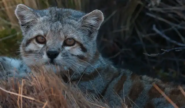 El gato andino, felino más amenazado de América Latina, enfrenta riesgos en su hábitat montañoso. El gato andino, felino más amenazado de América Latina, enfrenta riesgos en su hábitat montañoso.